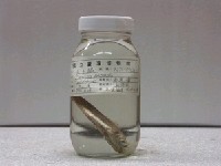 藏品(刺鯧)的圖片